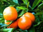 Mandarinen Marmelade